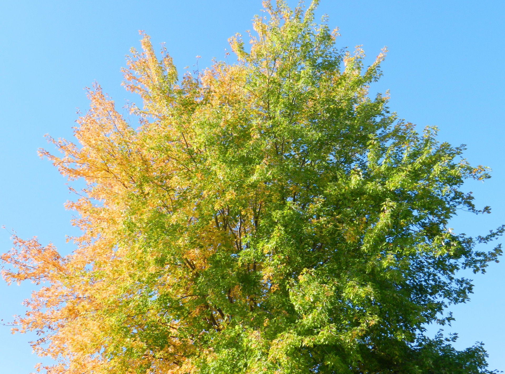 landscape autumn trees free photo