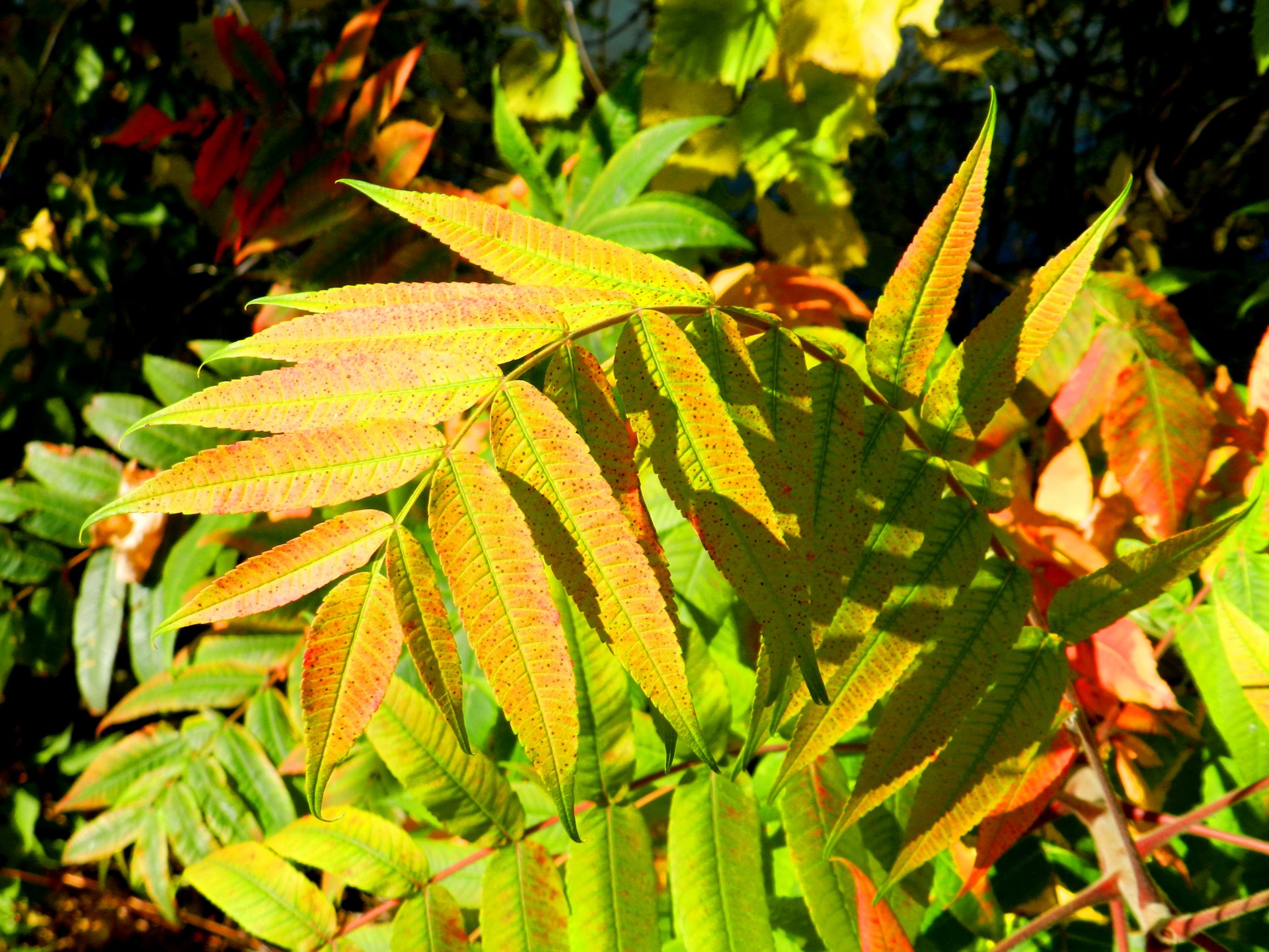 dead leaves golden autumn colors autumn in quebec (4) free photo