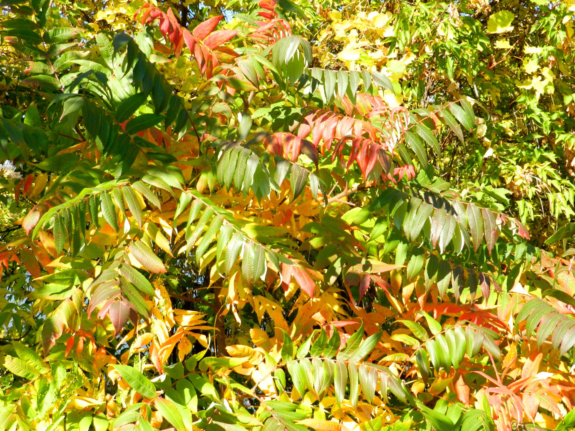 landscape autumn trees free photo