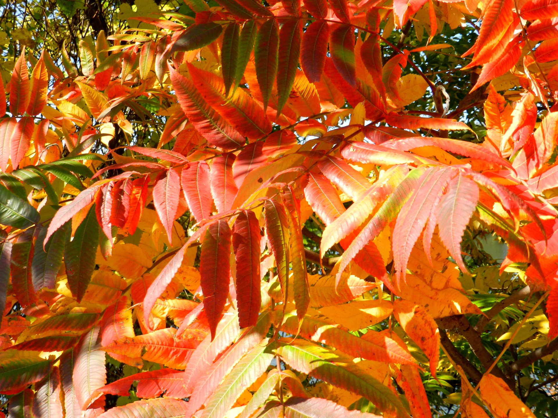 dead leaves golden autumn colors autumn in quebec (6) free photo