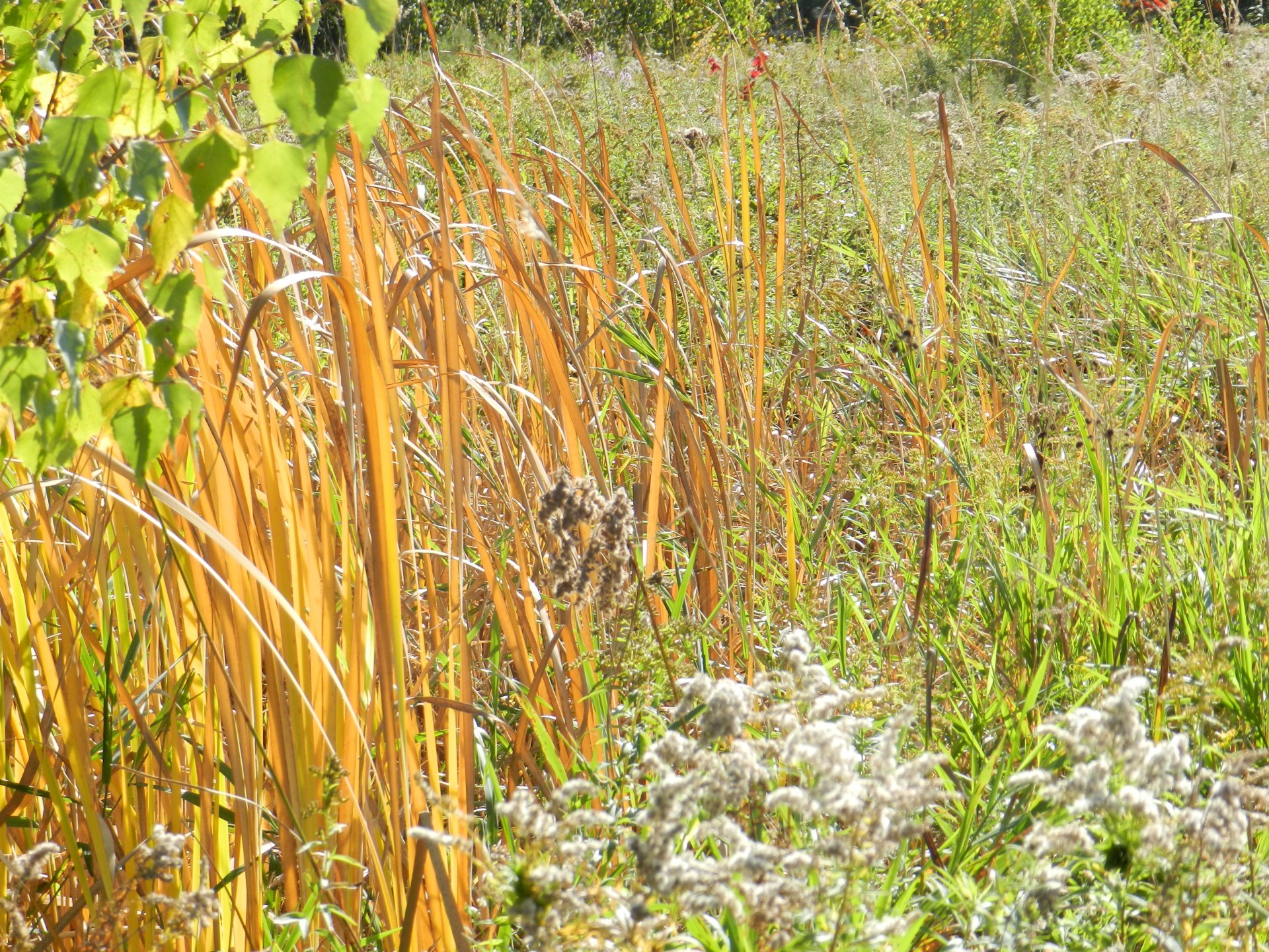 landscape autumn marsh grasses free photo