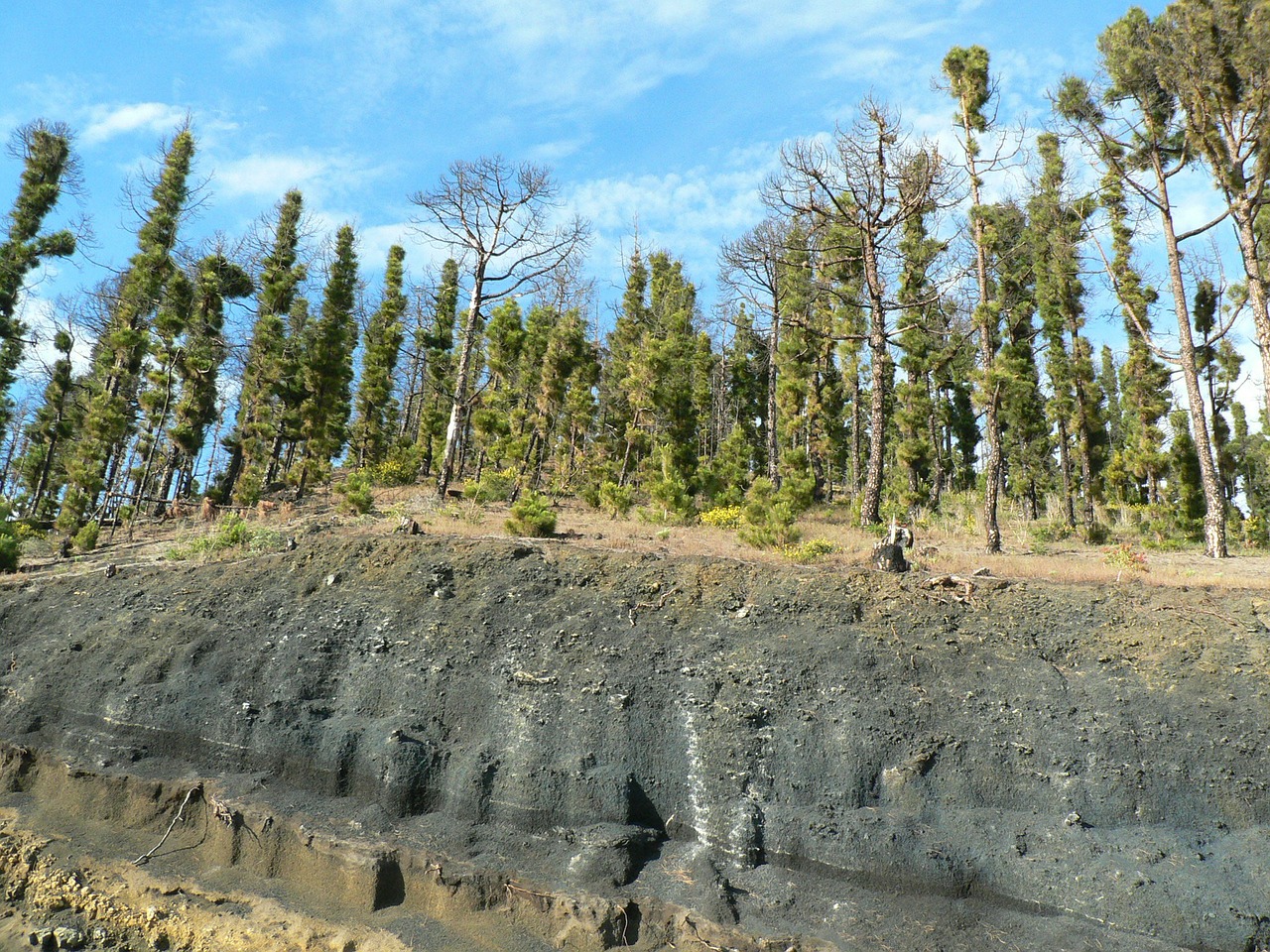 lava forest fire canary kiefer free photo