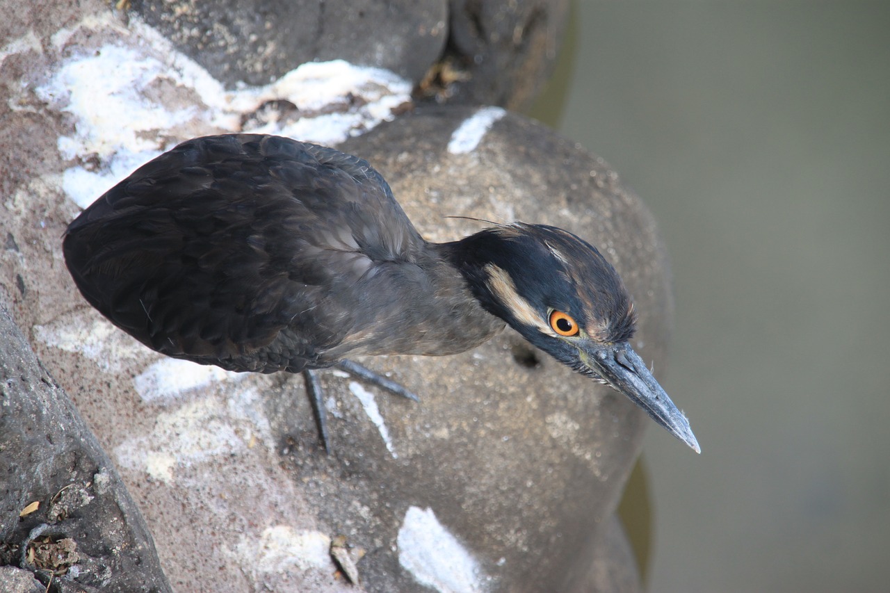 lava heron bird galapagos free photo