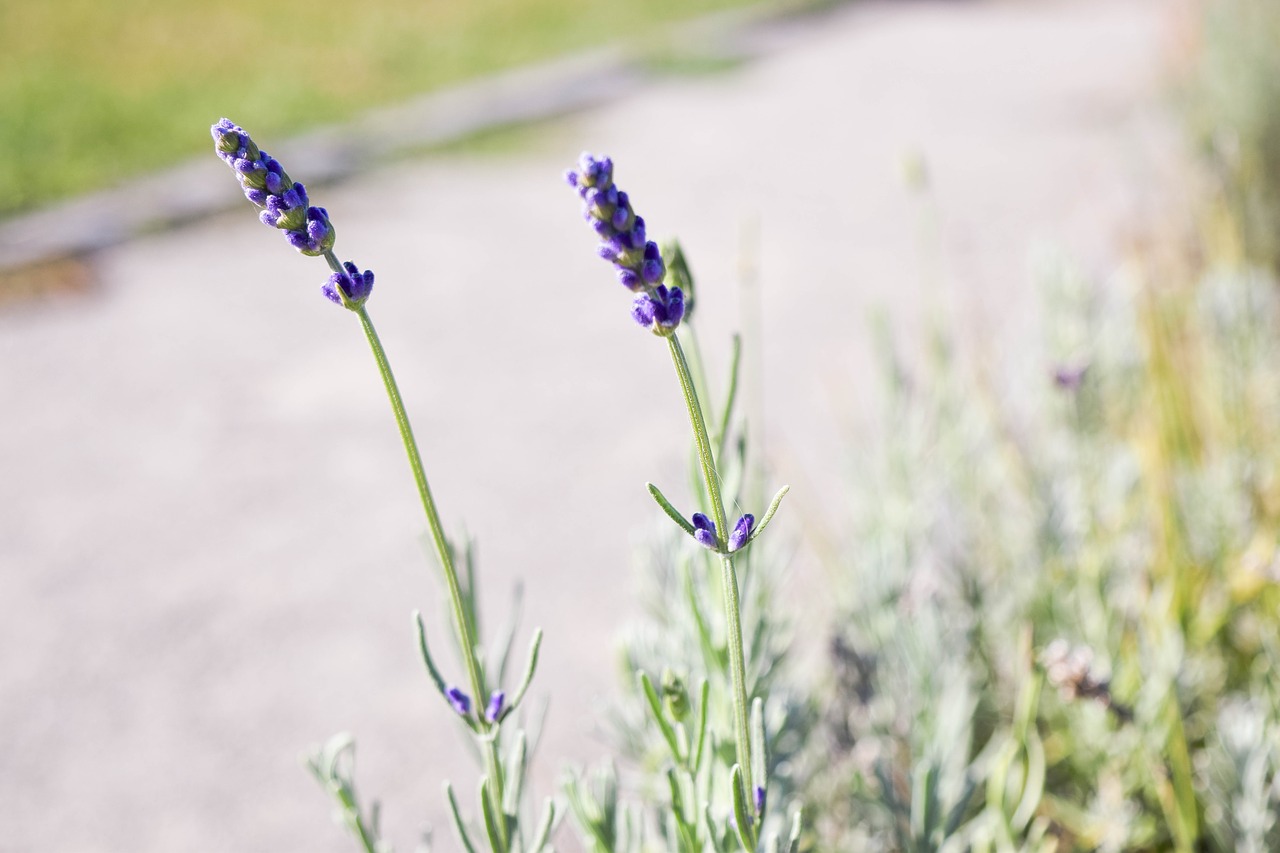 lavender flower summer free photo