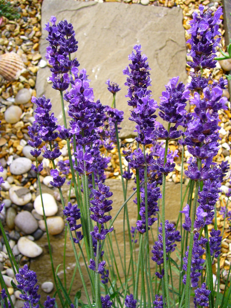 lavandula lavender flower free photo
