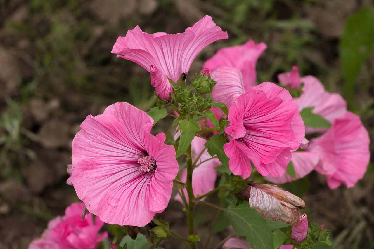 lavatera flower pink free photo