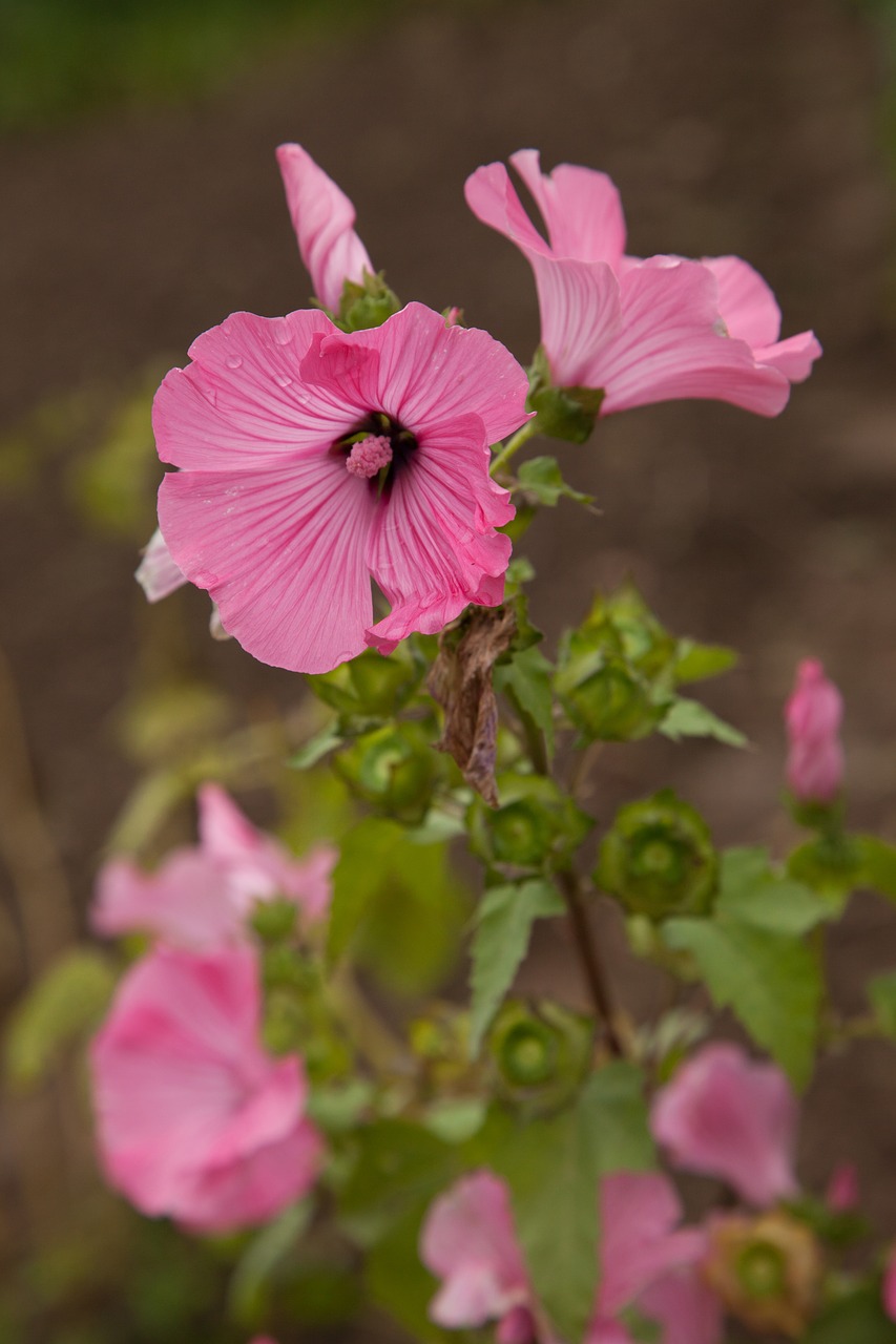 lavatera flower pink free photo
