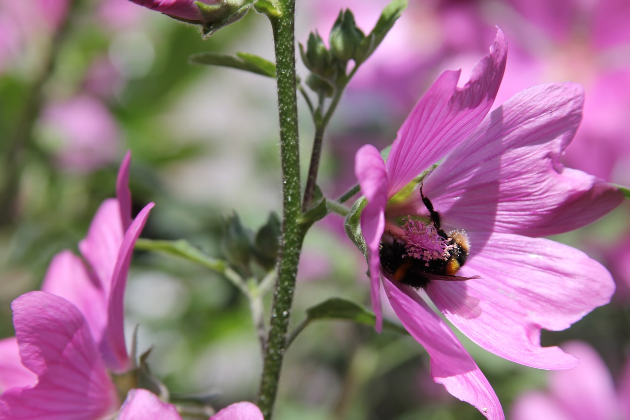 lavatera shrub flower free photo