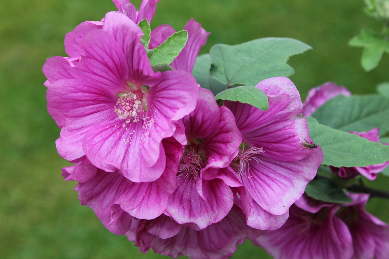 lavatera shrub plant free photo