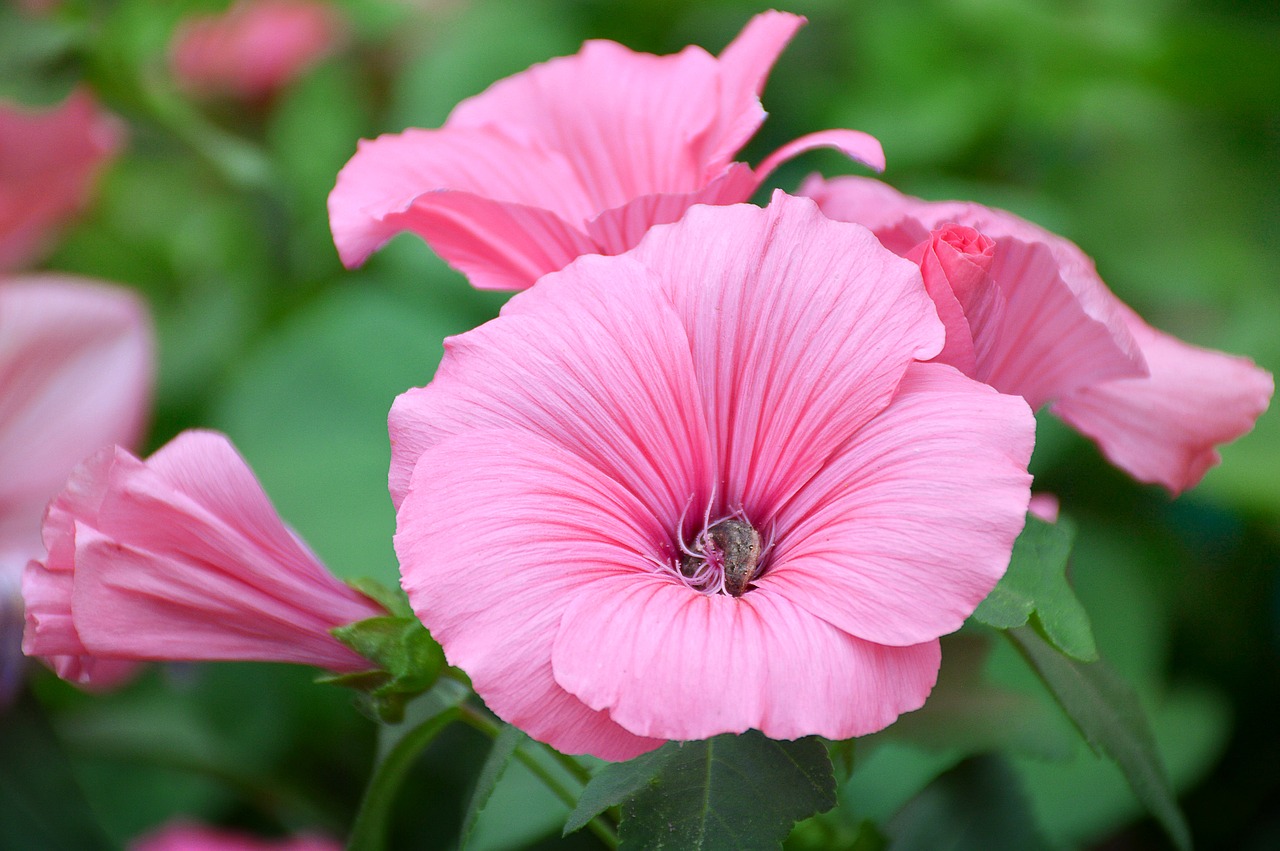 lavatera flower pink free photo