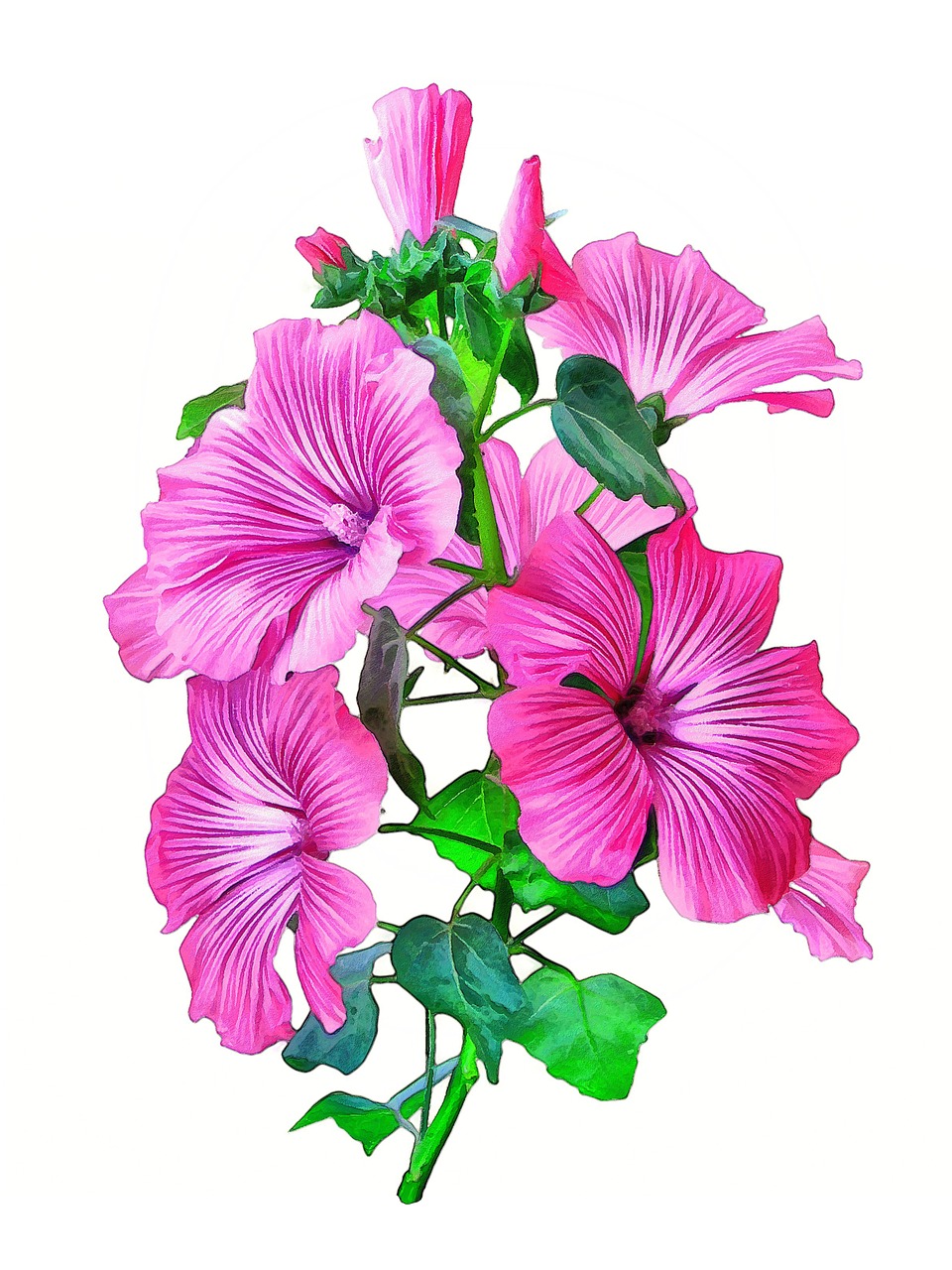 lavatera flower pink free photo