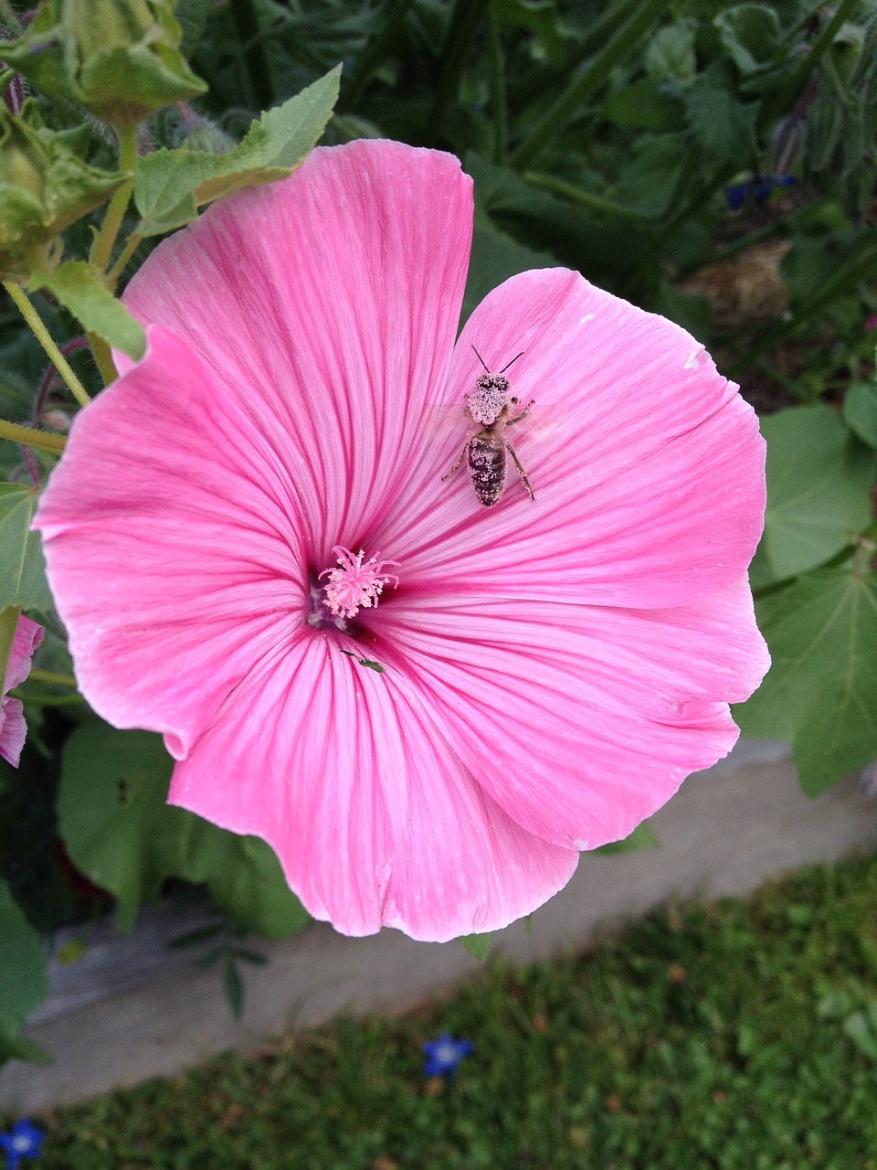 lavatera flower insect free photo