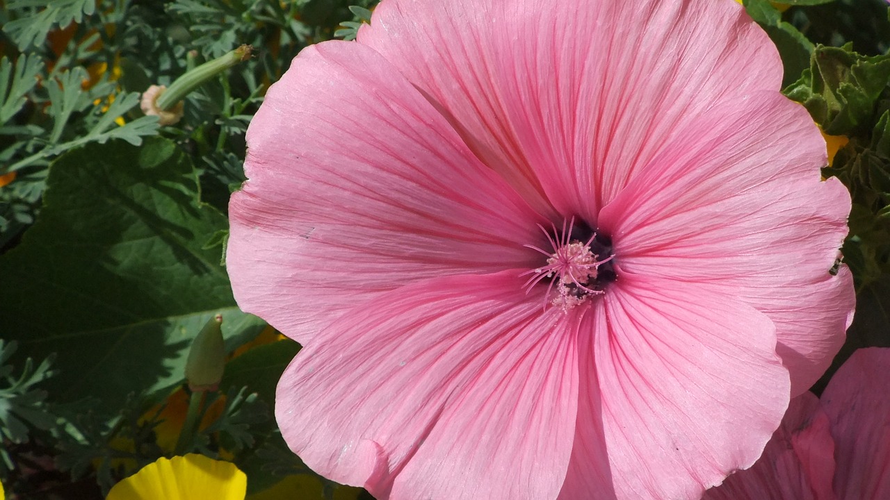 lavatera  nature  summer free photo