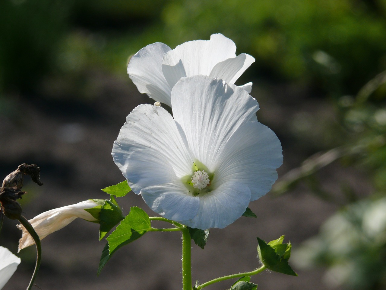 lavatera flower white free photo