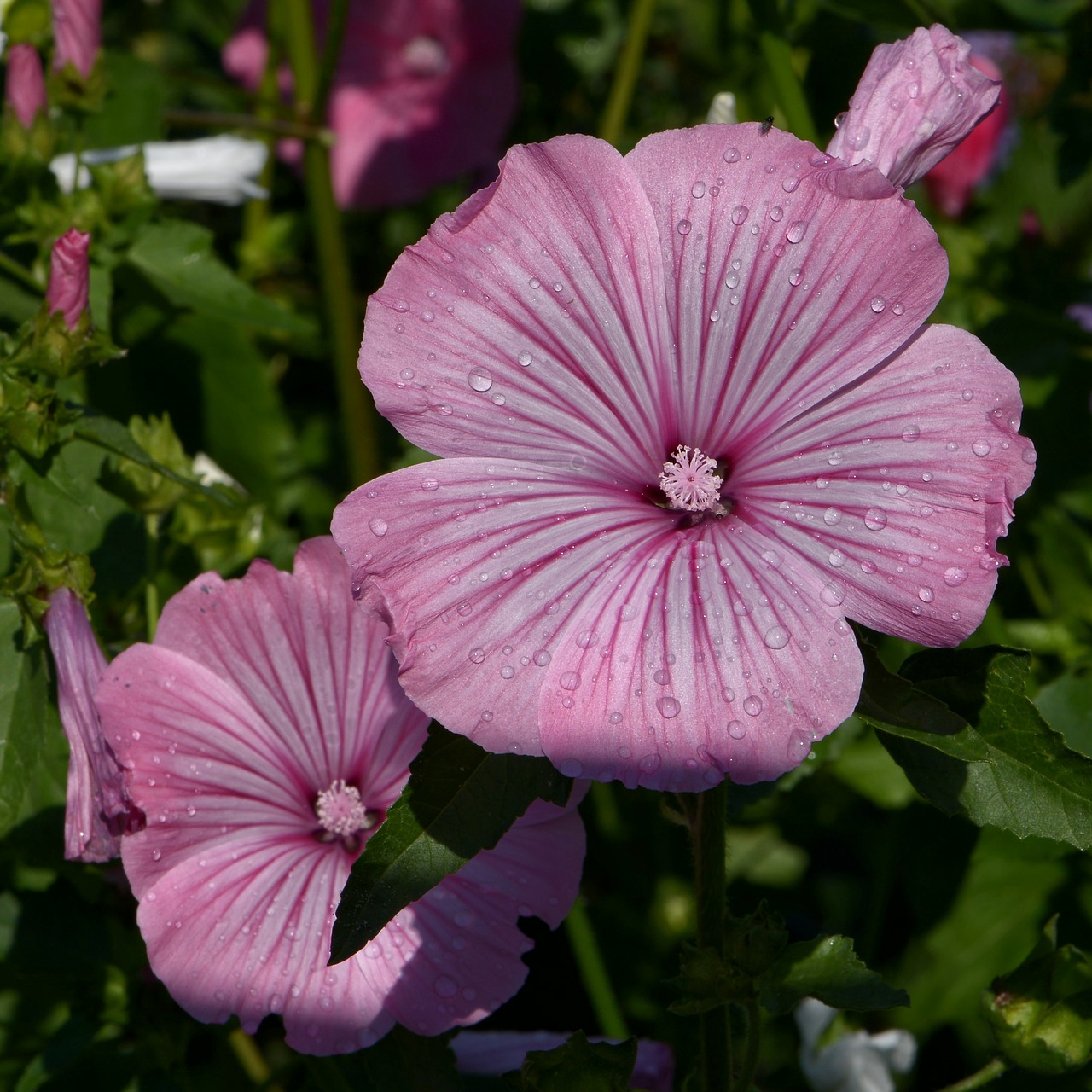 lavatera trimestris mallow pink mallow free photo