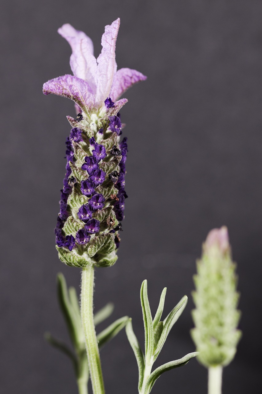 lavendar flower purple free photo