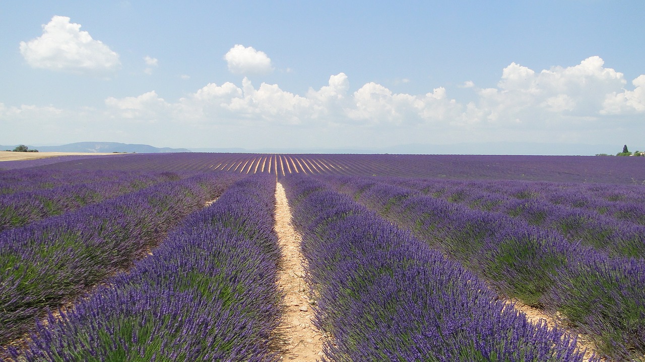 lavende flowers lavender free photo