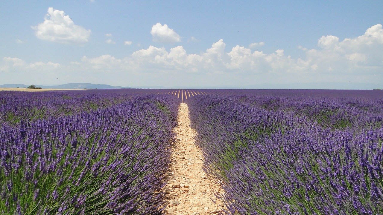 lavende flowers lavender free photo