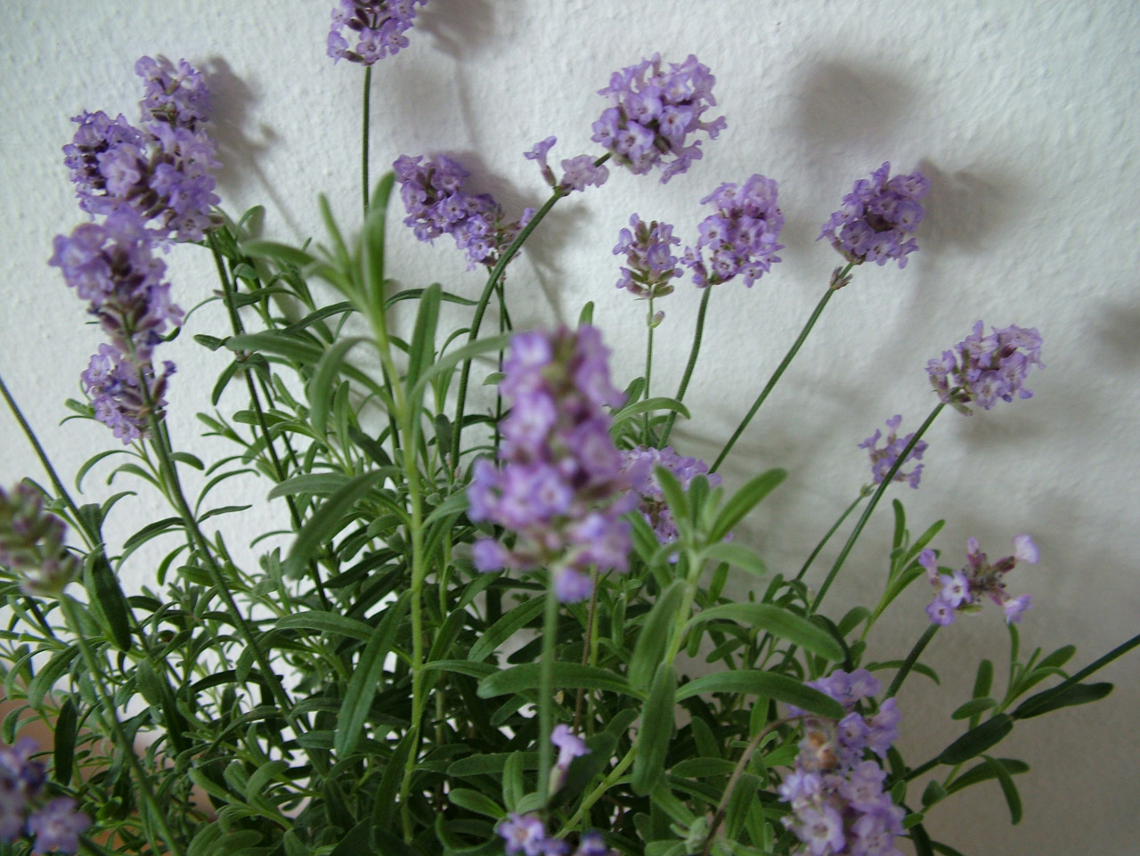 flowers lavender perfume free photo