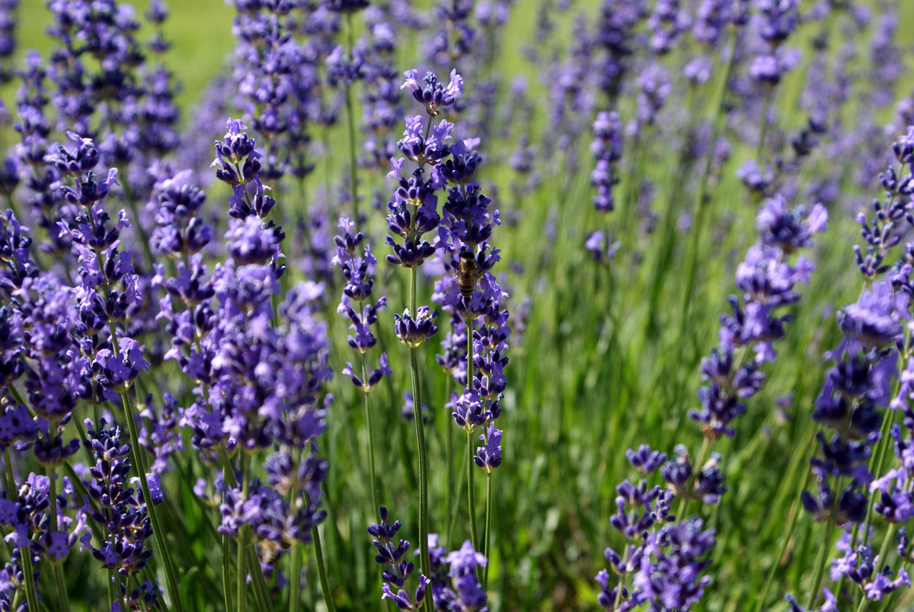 lavender purple summer free photo