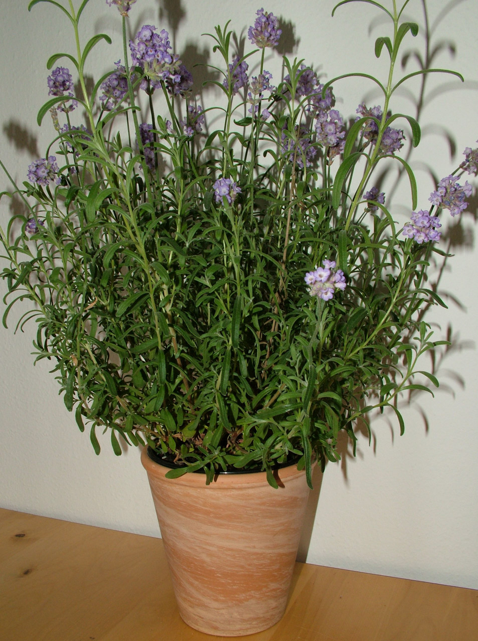 herbs flowers purple free photo