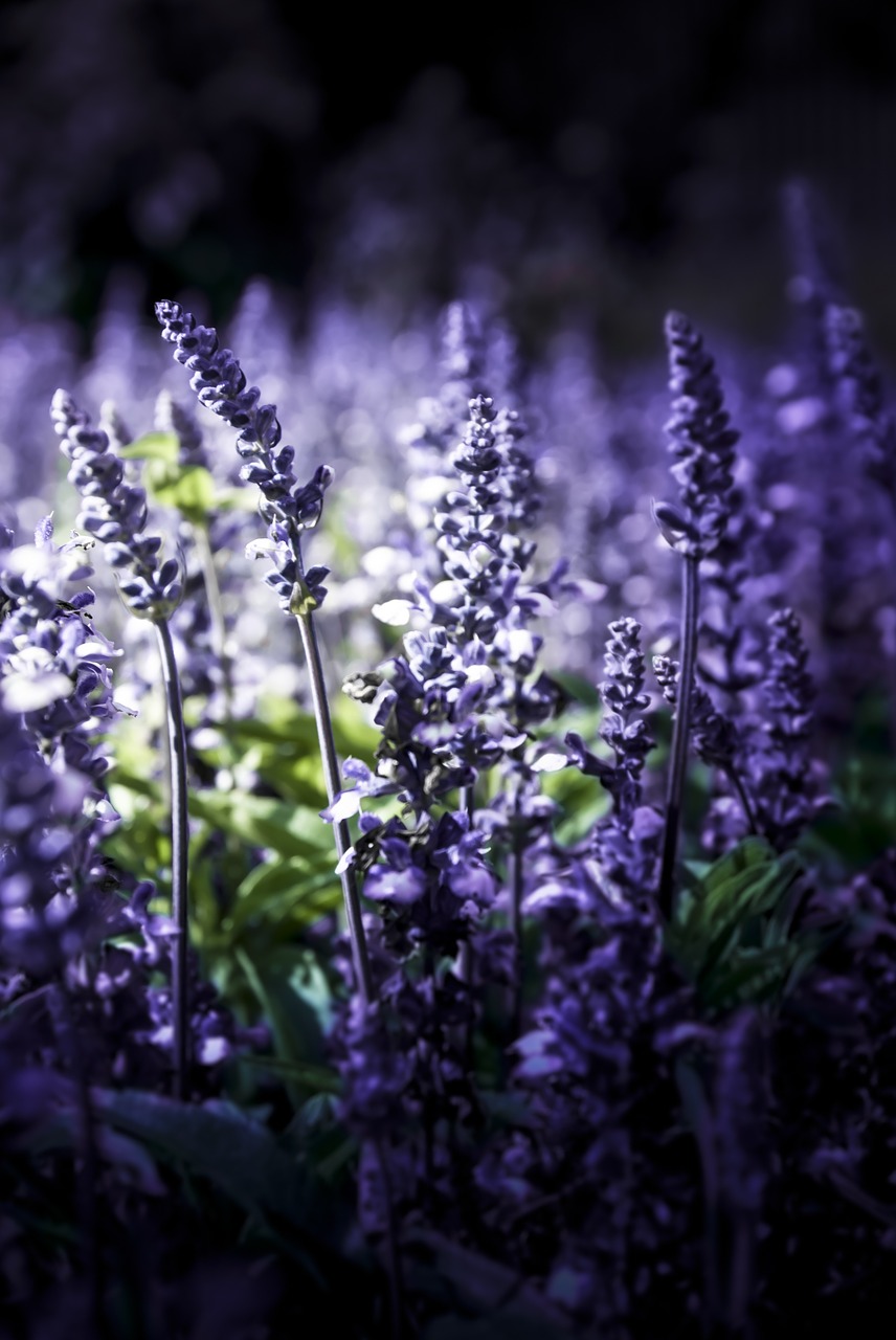 lavender nature violet free photo