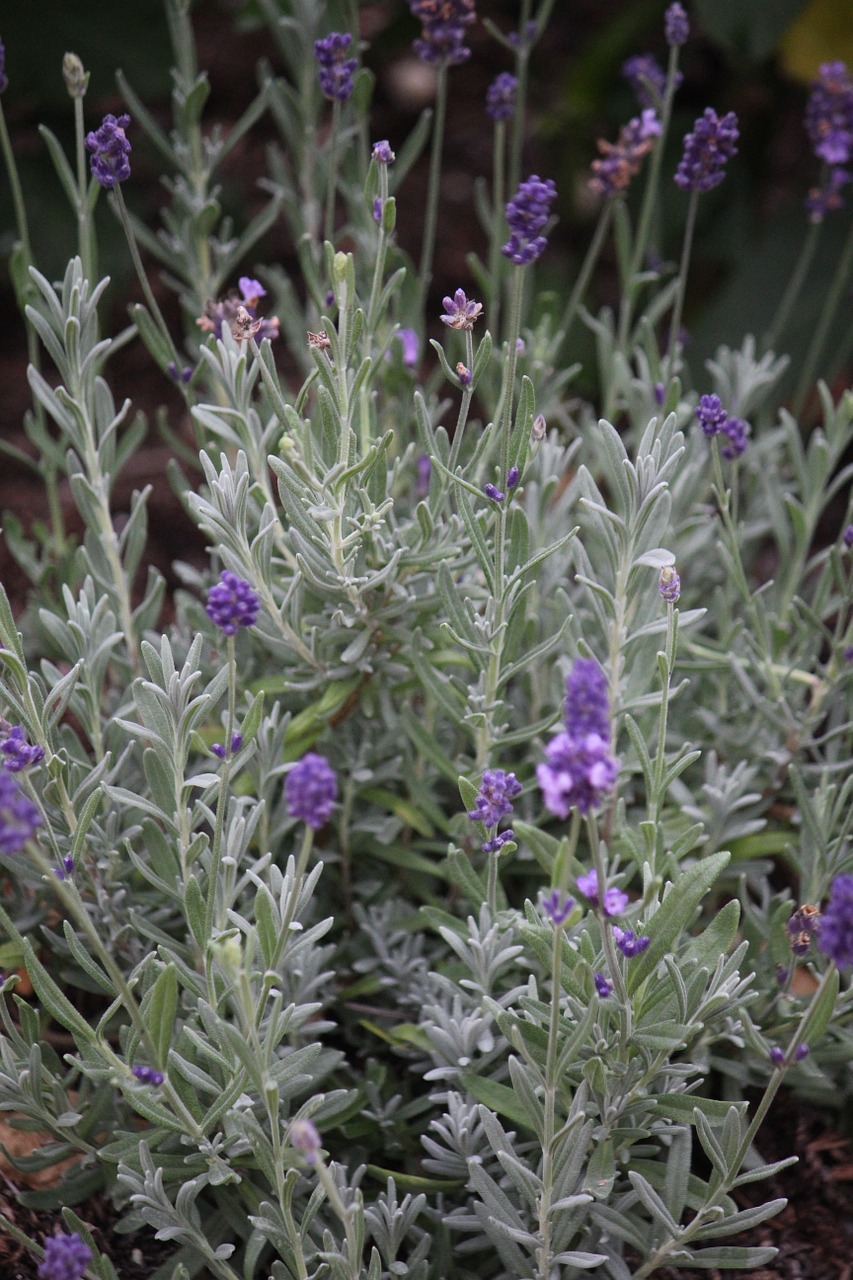 lavender herbs summer free photo