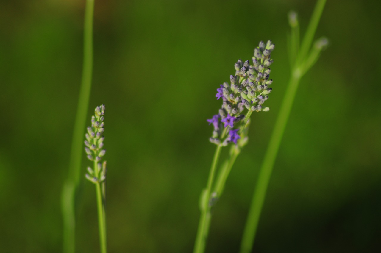 lavender plant lavender in the garden free photo