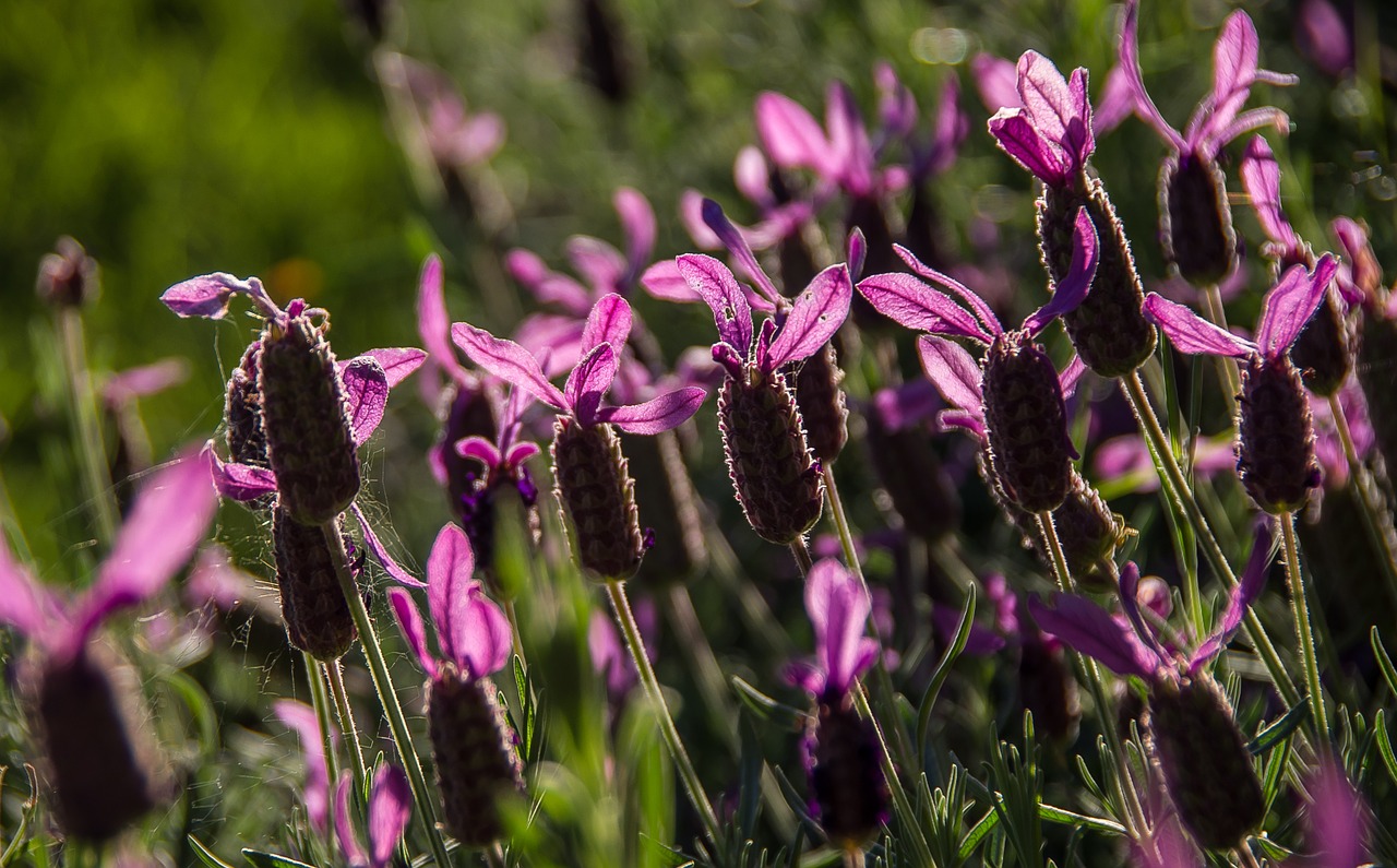 lavender flowers blooms free photo