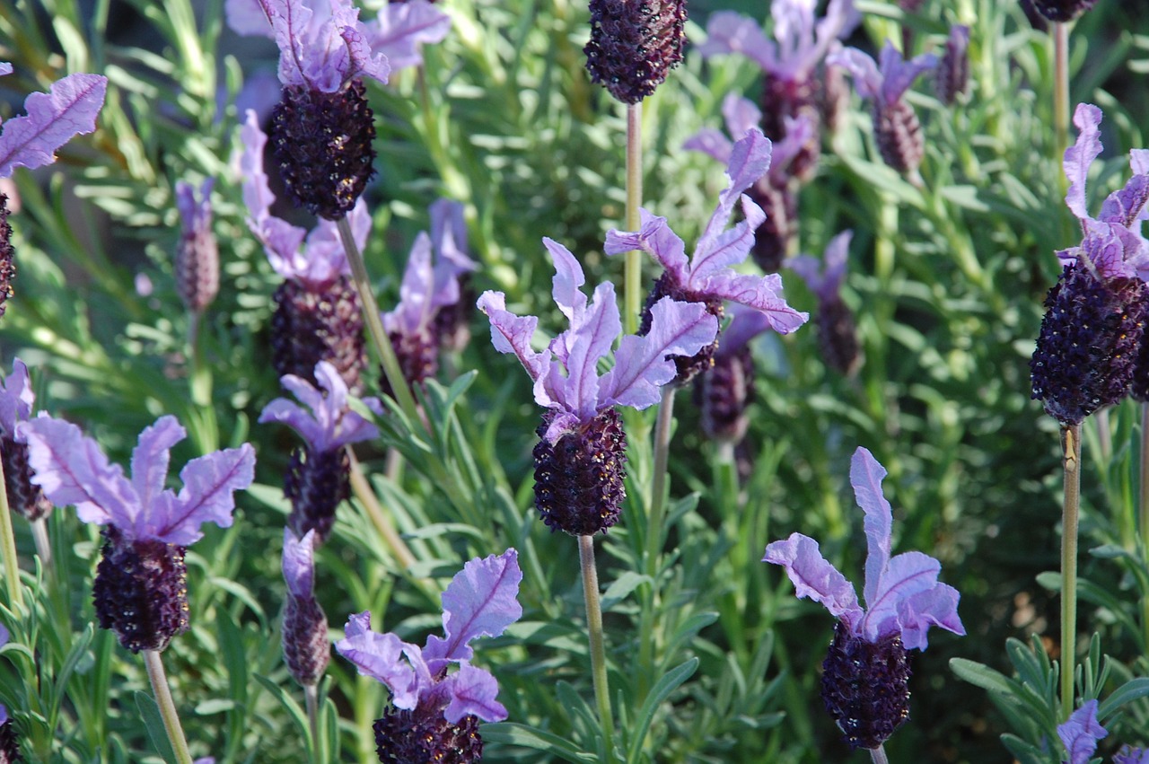 lavender plant purple free photo