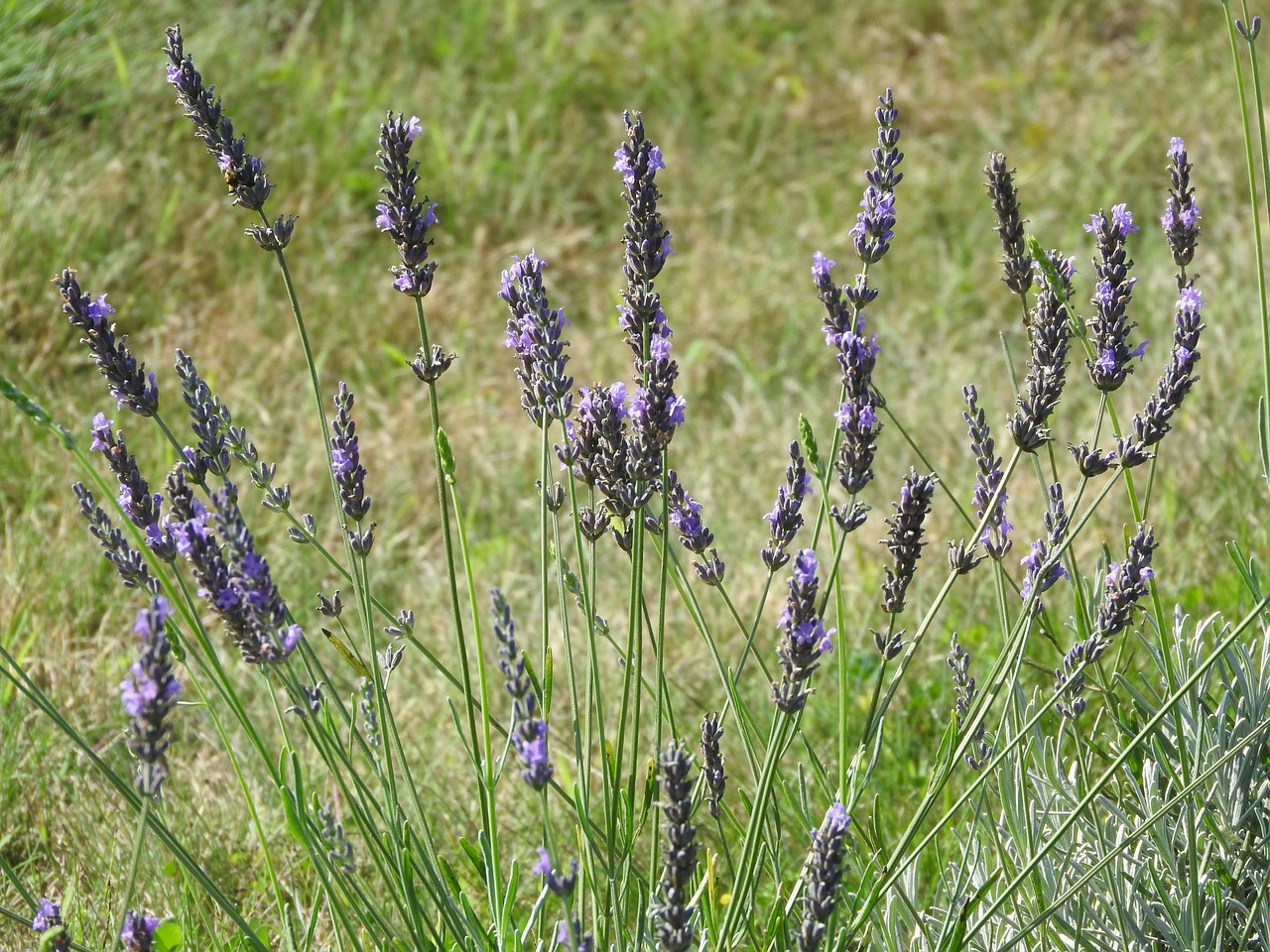 lavender herbs field free photo