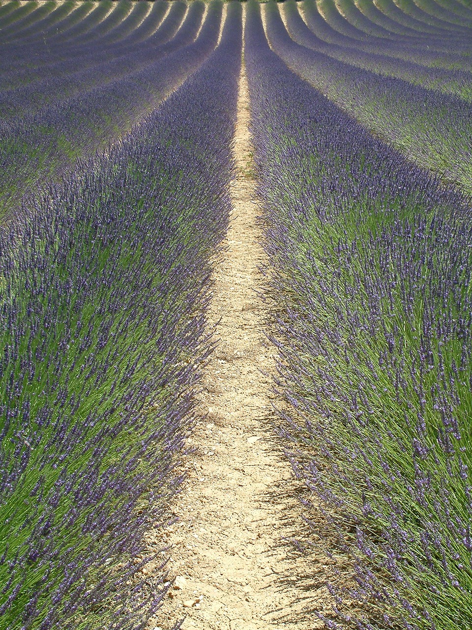 lavender france nature free photo