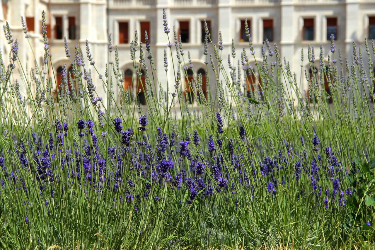 lavender blue plants free photo