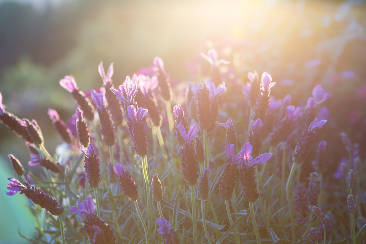 lavender summer mood free photo