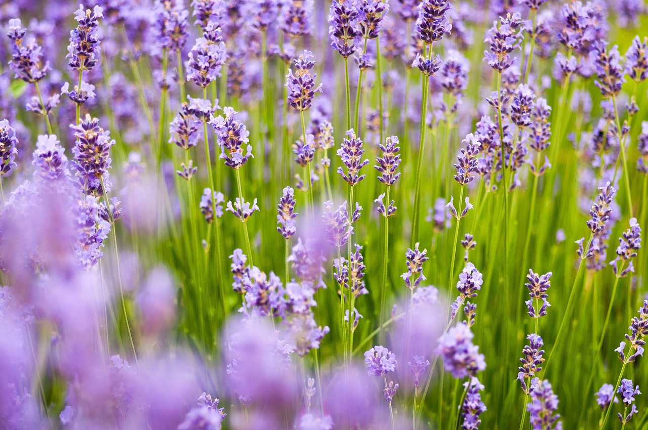 lavender background purple free photo