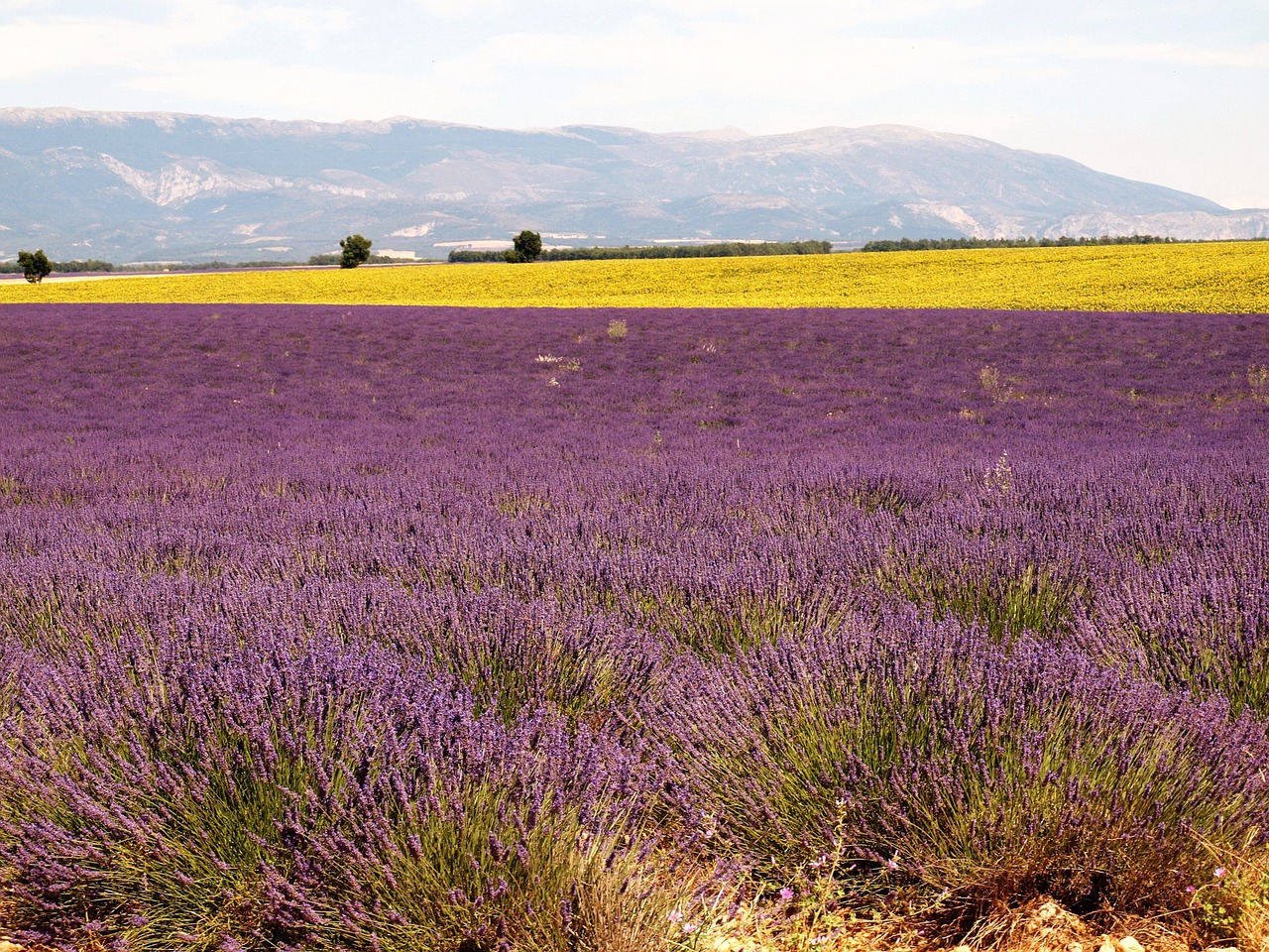 lavender drôme provence free photo