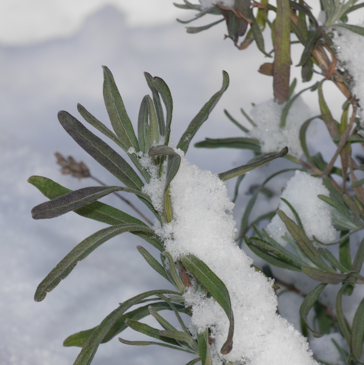 lavender snow winter free photo