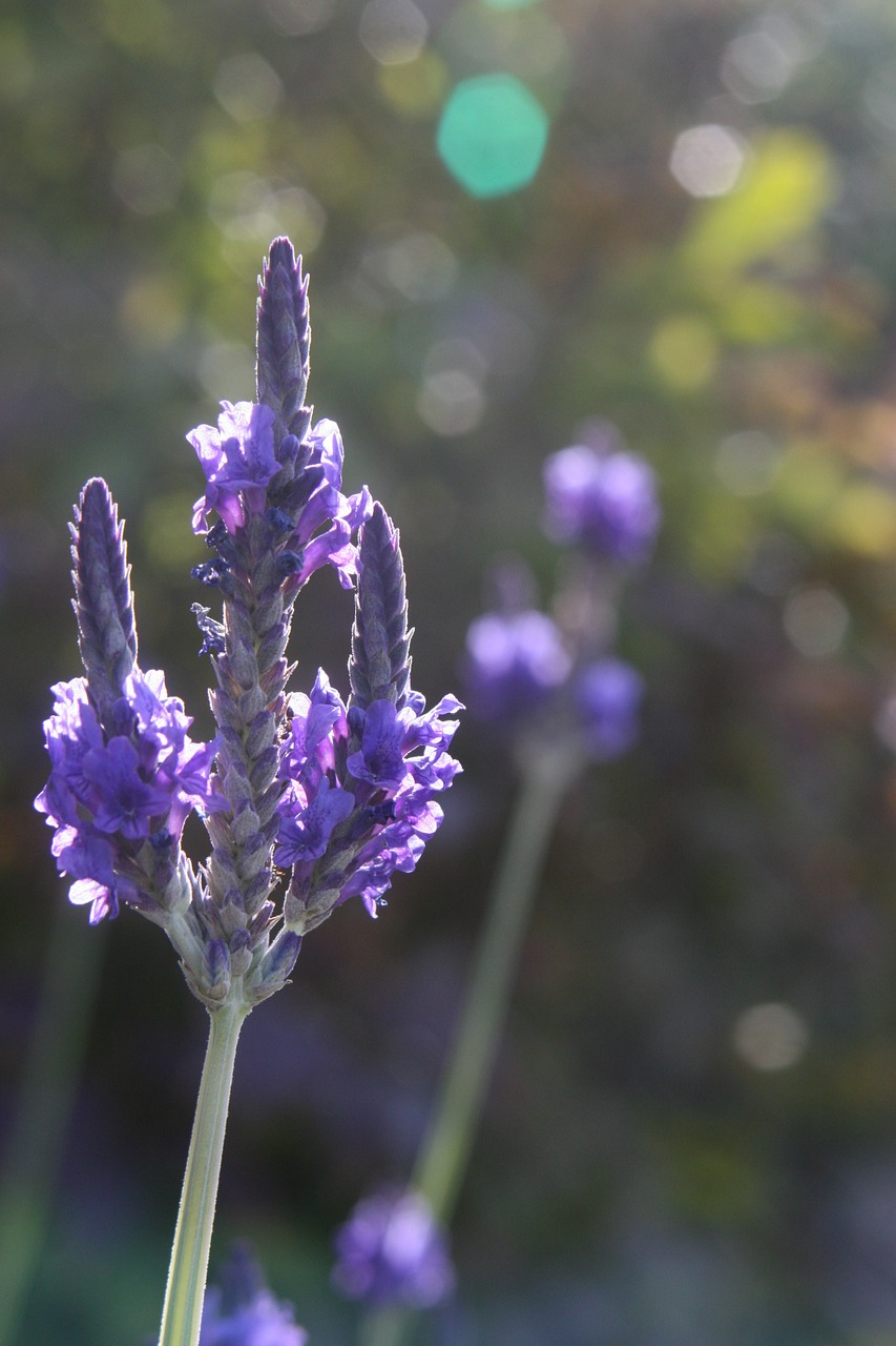 lavender flower closeup free photo