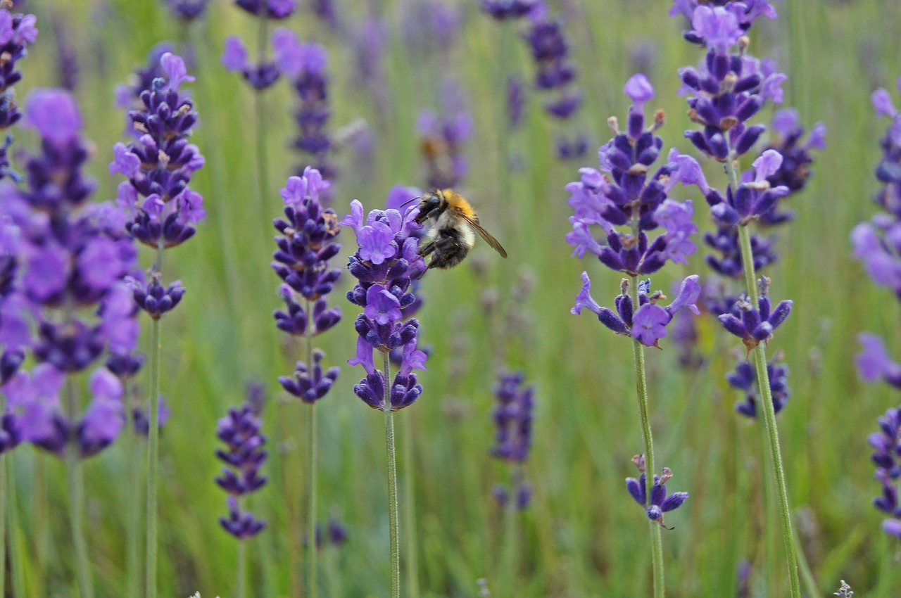 lavender hummel insect free photo