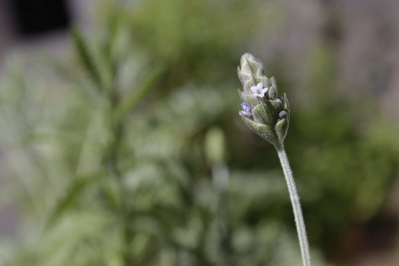 lavender flower nature free photo