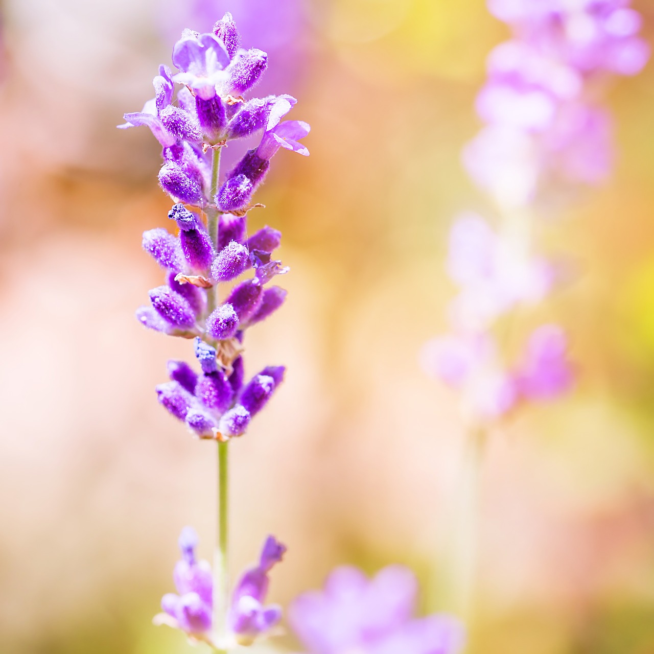 lavender purple blossom free photo