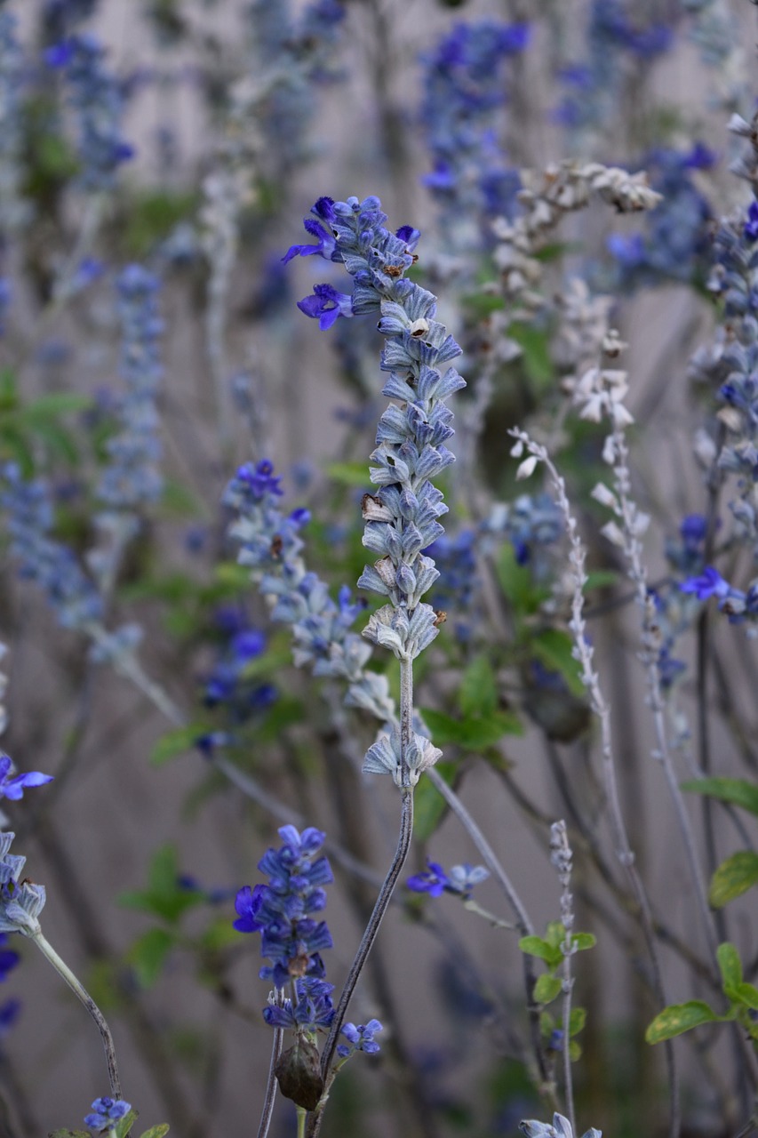 lavender plant flower free photo