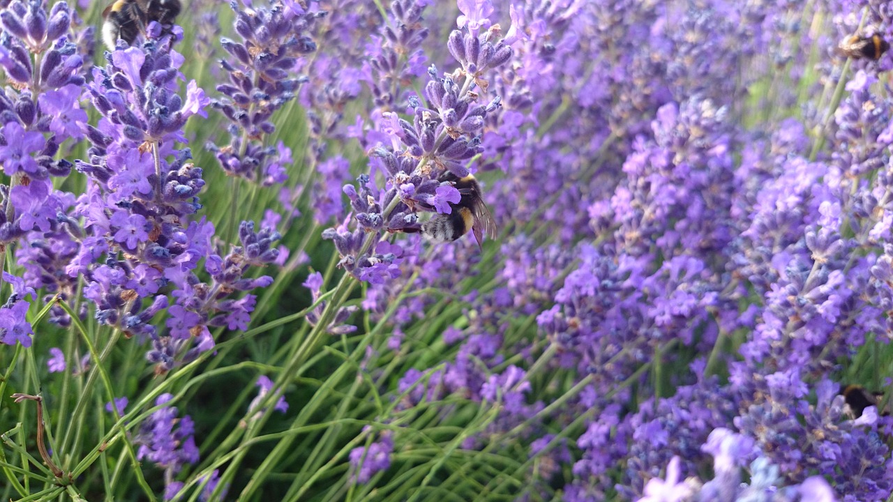 lavender hummel insect free photo