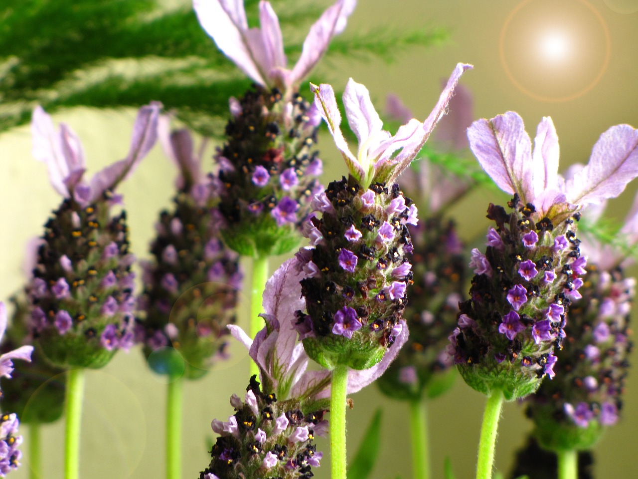 lavender flower perennial free photo