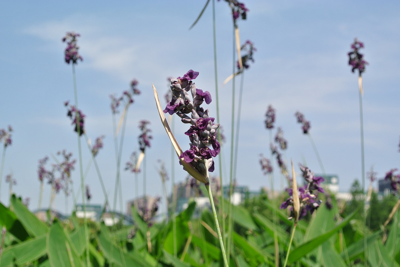 lavender plant natural grass free photo