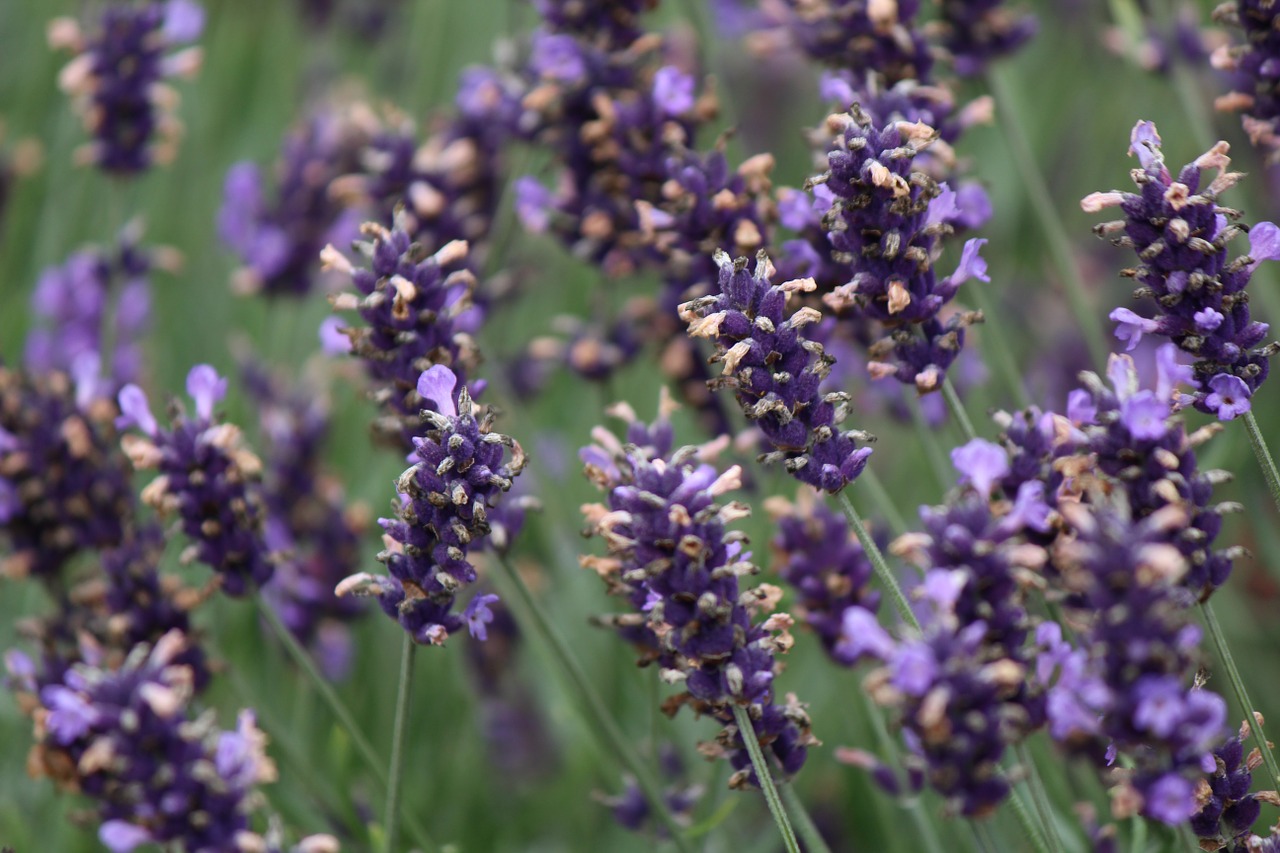 lavender flowers violet free photo