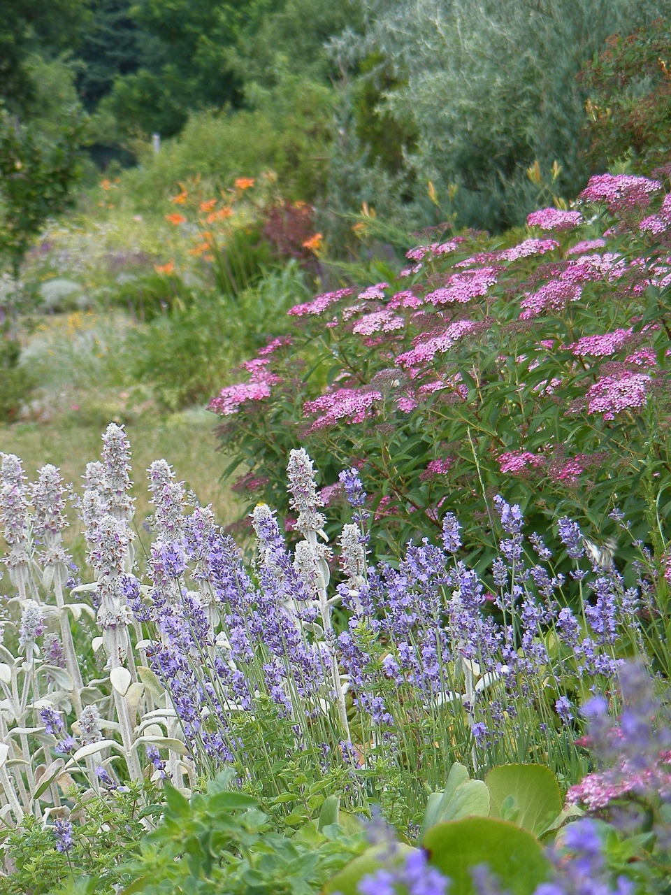 lavender bunny ear summer flowers free photo