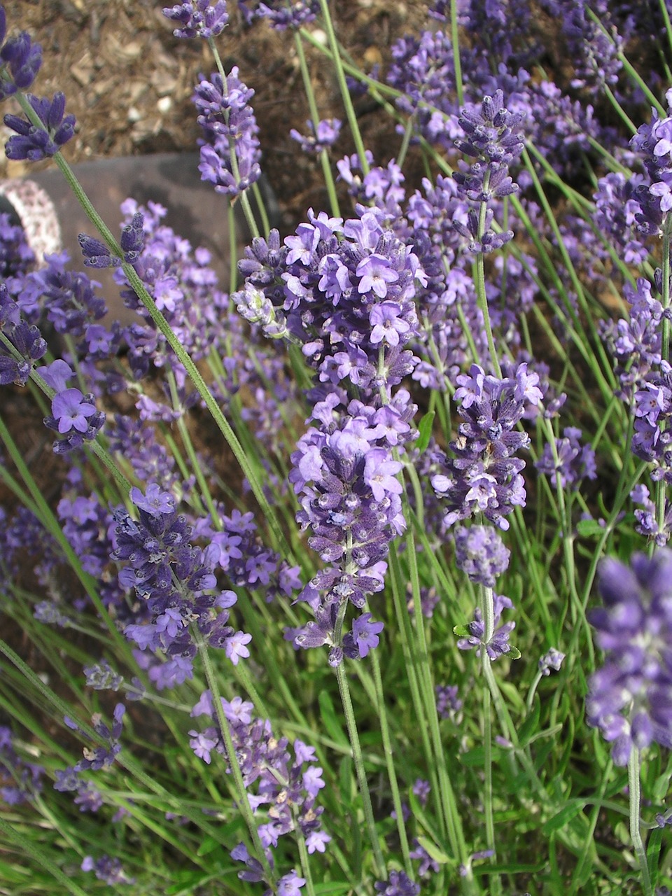 lavender purple violet free photo