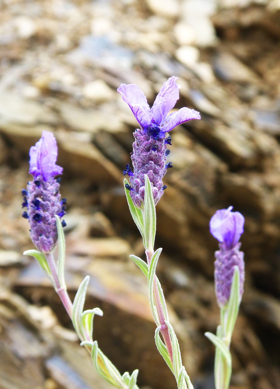 lavender flower bloom free photo