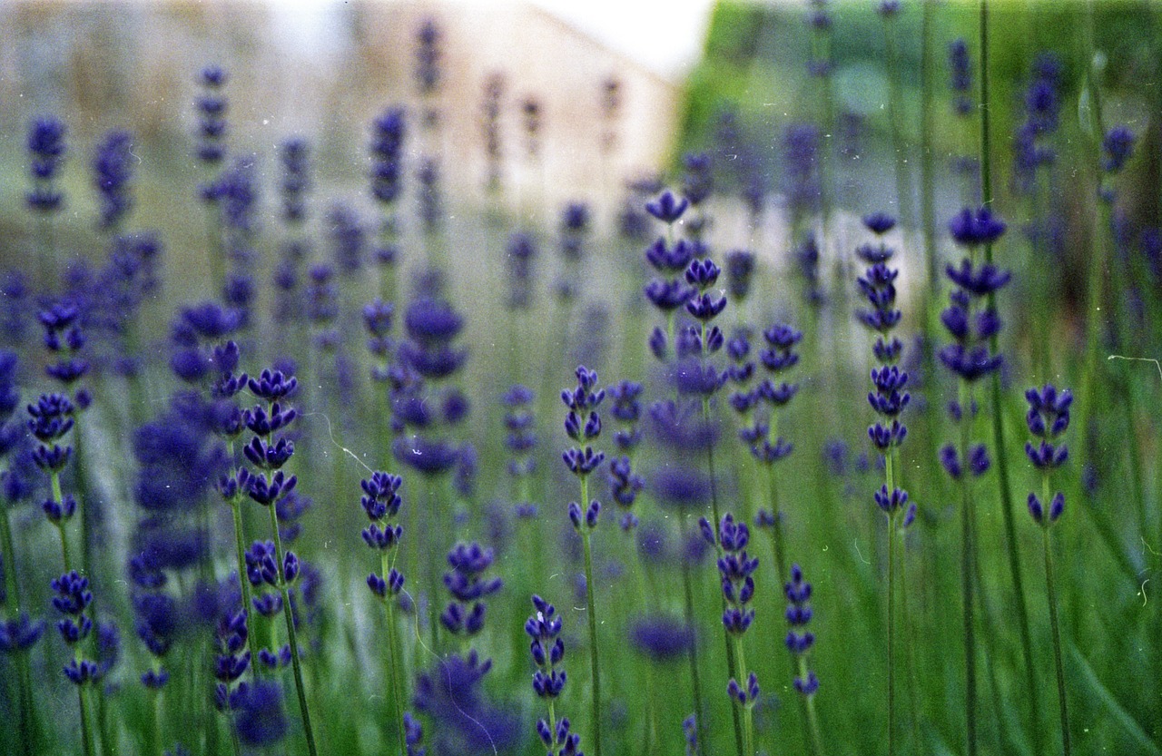 lavender green bokeh free photo